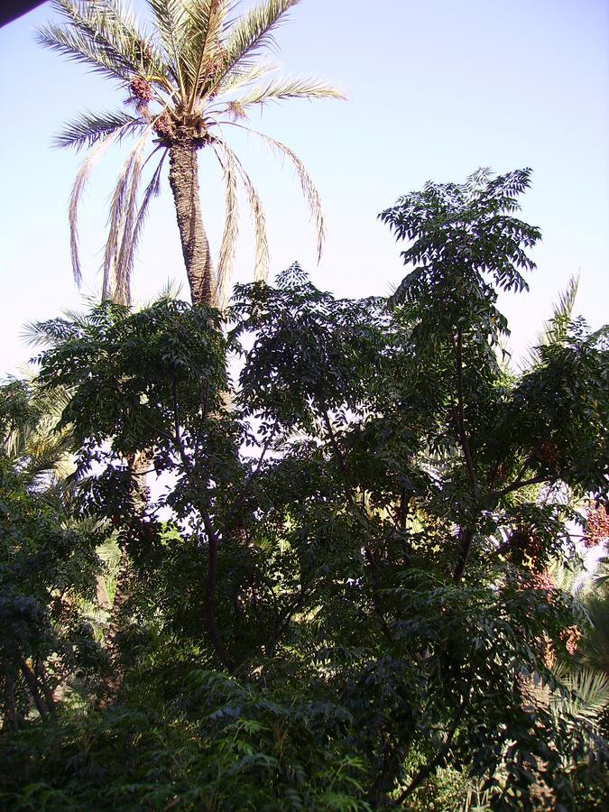 מרקש Appart Avec Vue Jardin/Majorelle מראה חיצוני תמונה